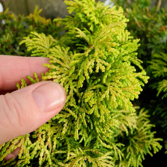 Ingredients Explained: Hinoki Cypress Water