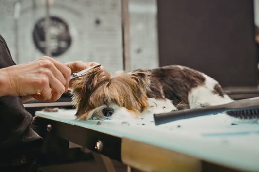 Why having the right tools matters more than working faster as a groomer
