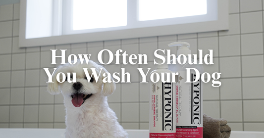 How Often Should You Wash Your Dog